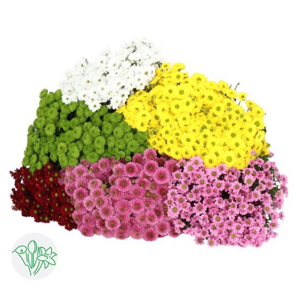 Chrysanthemum Santini Assorted
