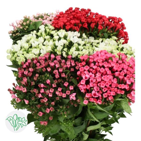 Bouvardia Assorted