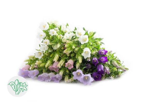 Campanula Medium Assorted