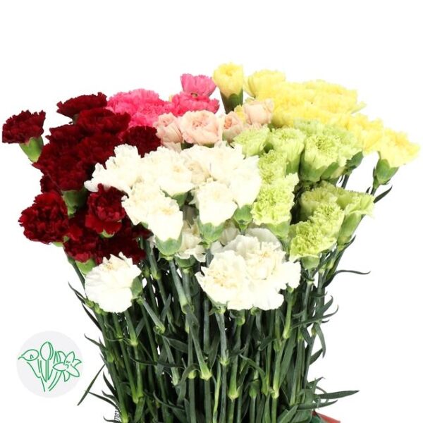 Carnation Assorted