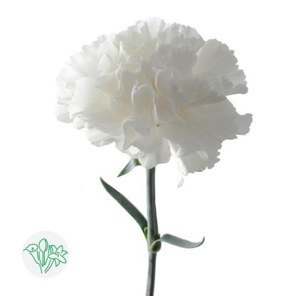 Carnation North Wind