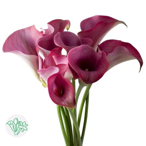 Calla Captain Promise