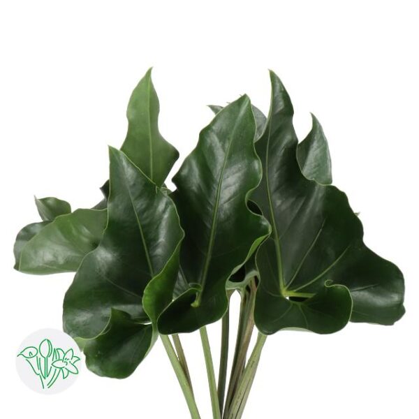 Anthurium Leaf Arrow
