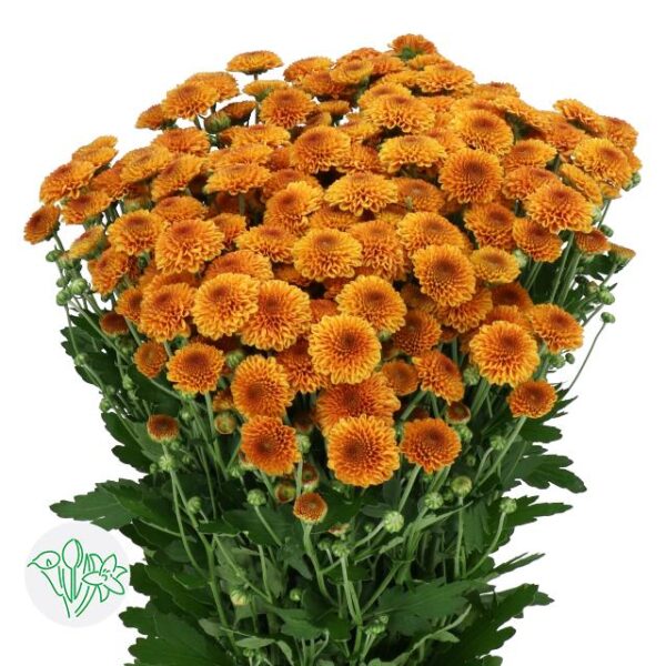 Chrysanthemum Santini Edvaldo