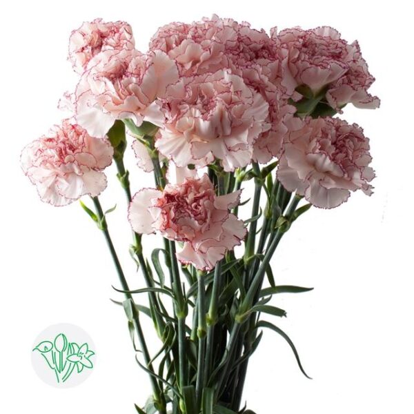 Carnation Mariposa