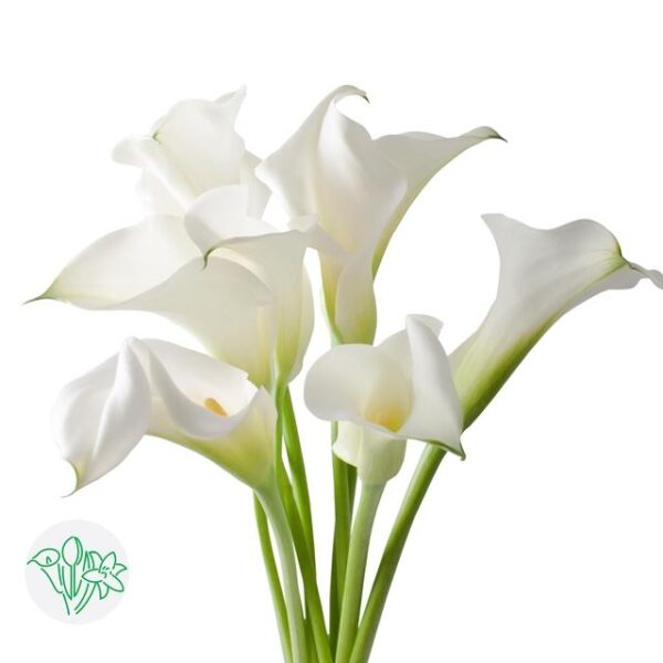 Calla Captain Ventura