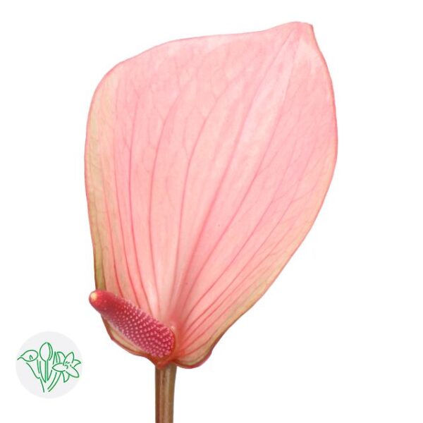 Anthurium Lovely Summer Love