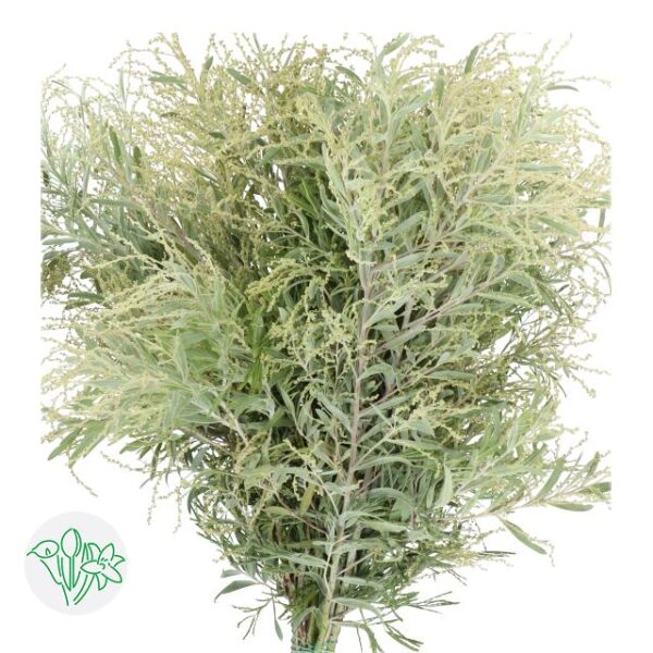 Acacia Hamburyana