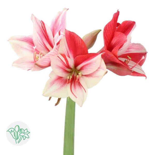 Amaryllis Gervase