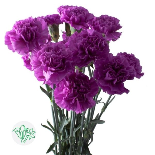 Carnation Florigene Moonlite