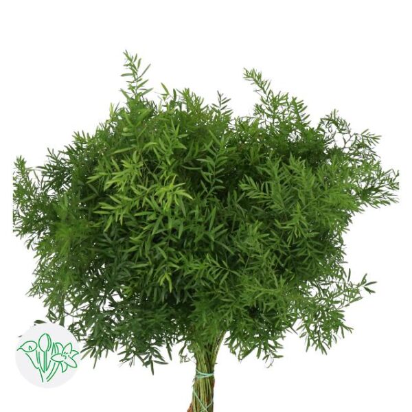 Asparagus Densiflorus Cwebe