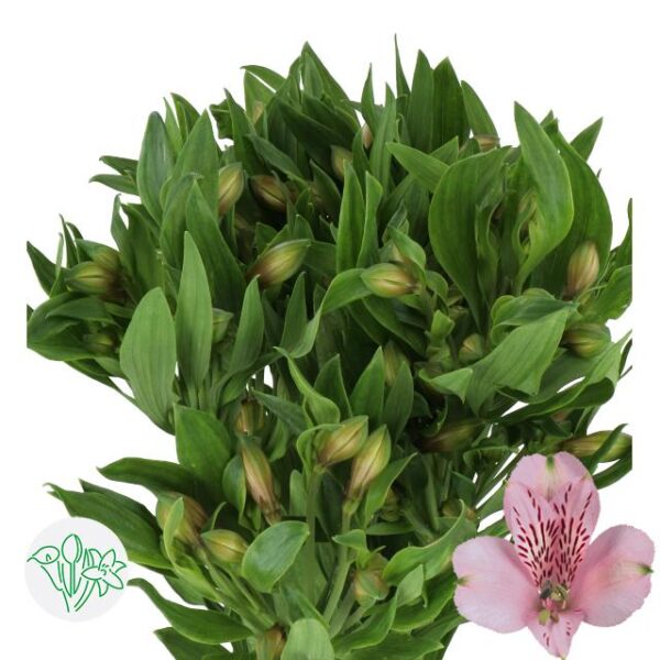 Alstroemeria Pink Floyd