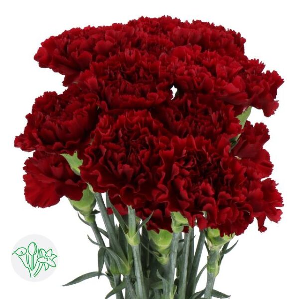 Carnation Toldo