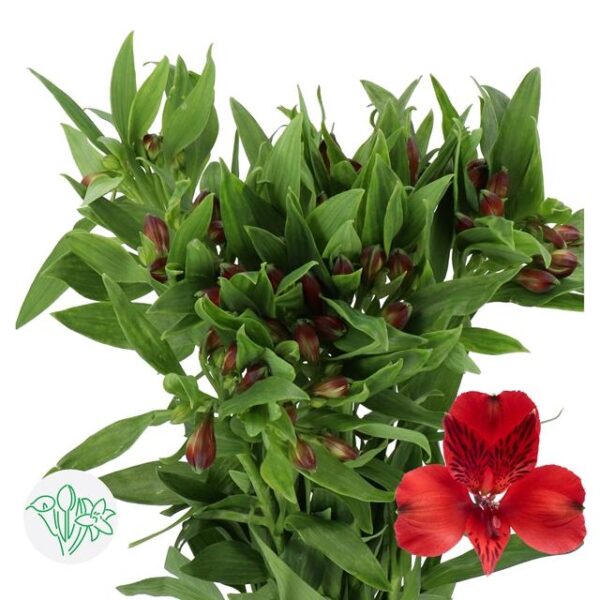 Alstroemeria Nadya