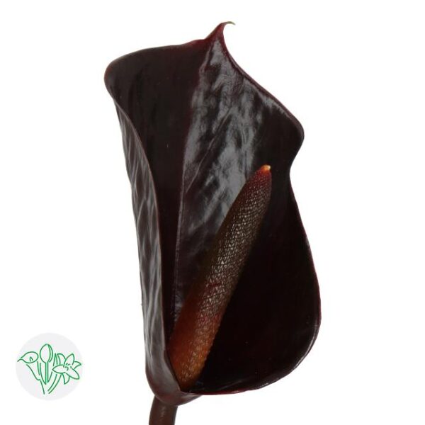 Anthurium Lovely Black Love