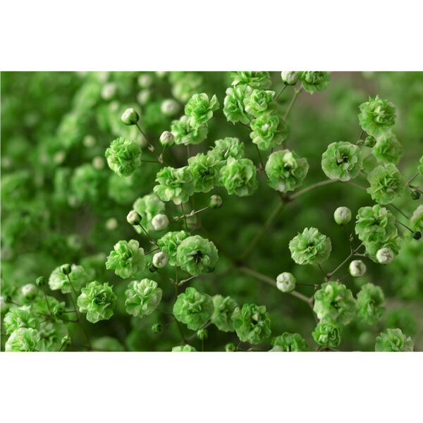 Gypsophila Xlence Green