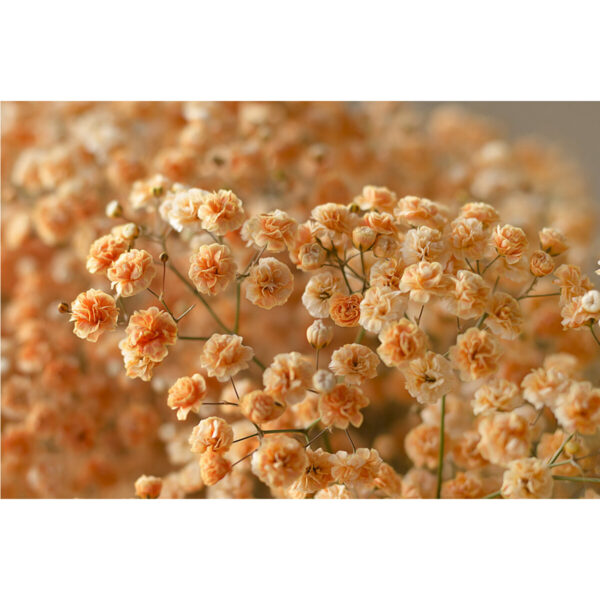 Gypsophila Xlence Orange