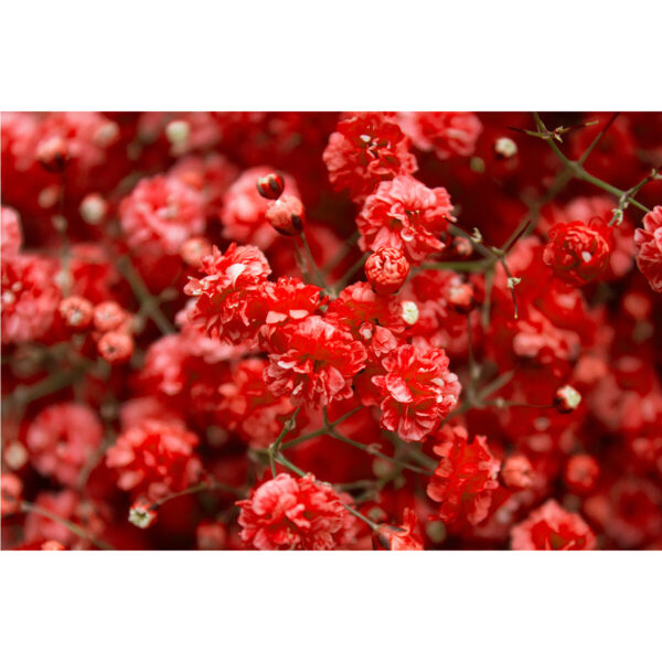 Gypsophila Xlence Red