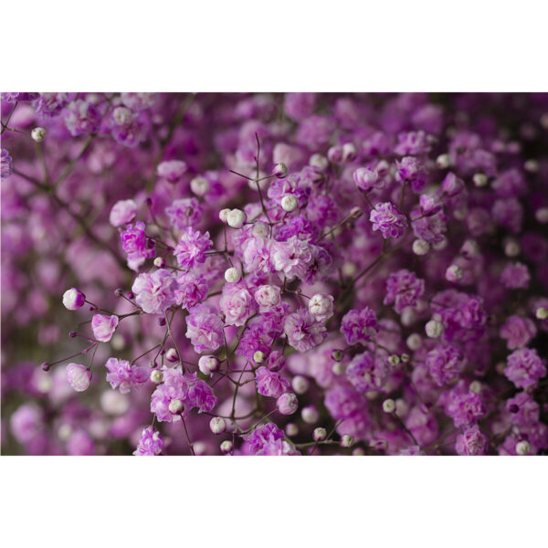 Gypsophila Xlence Pink