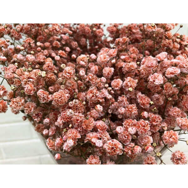 Gypsophila Xlence Coral