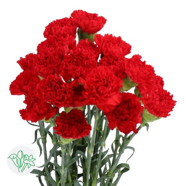Carnation Don Pedro