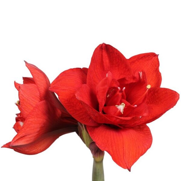 Amaryllis Dbl King