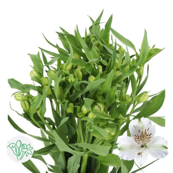 Alstroemeria Virginia
