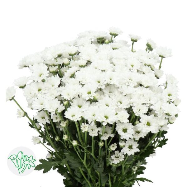 Chrysanthemum Santini Bouncer
