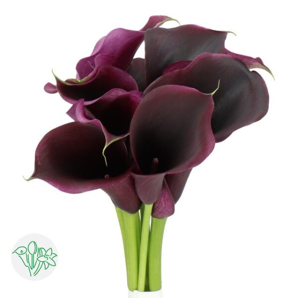 Calla Captain Carrera