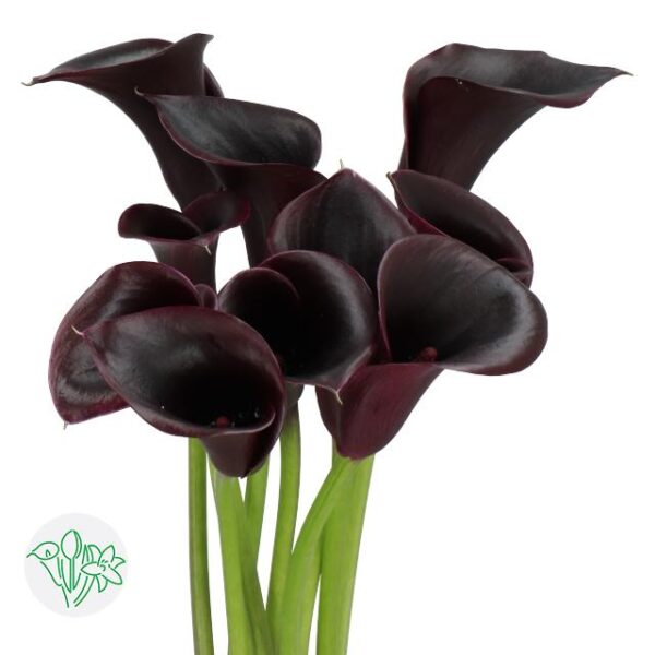 Calla Cantor