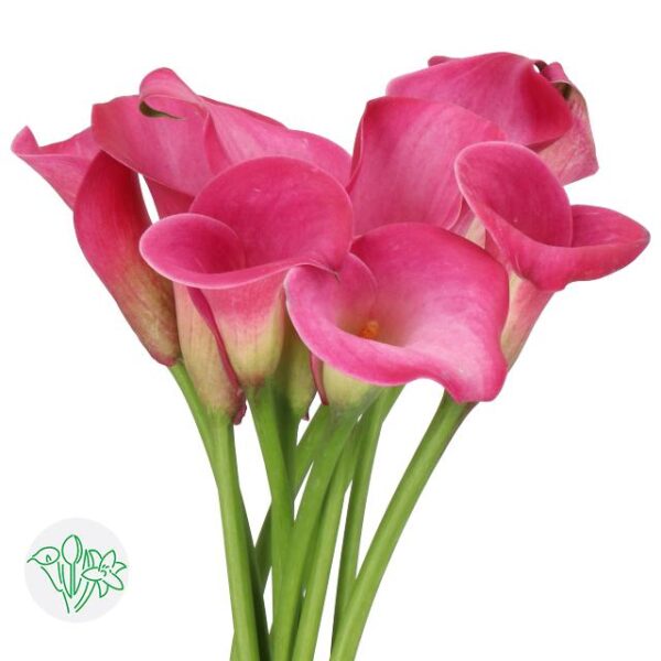Calla Pink Jewel