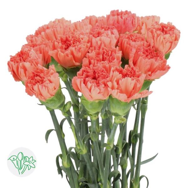 Carnation Tamarind