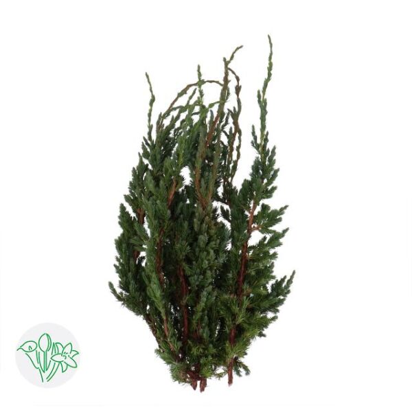 Chamaecyparis Meyeri