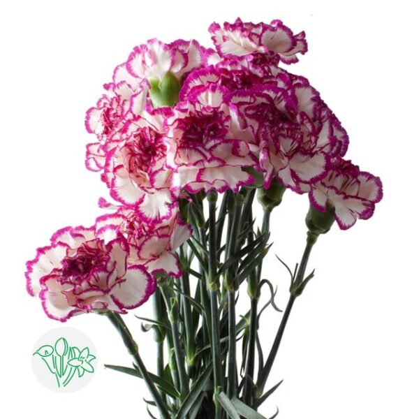 Carnation Kino