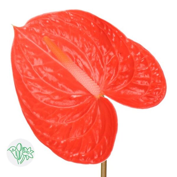 Anthurium Avo Summer