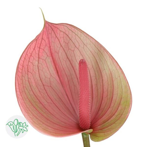 Anthurium Peruzzi