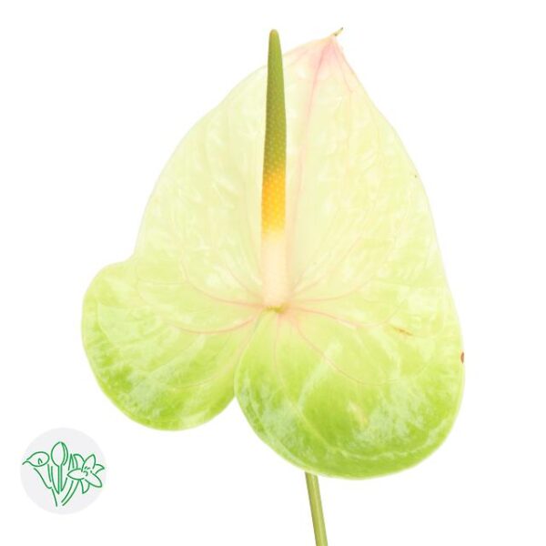 Anthurium Lucardi