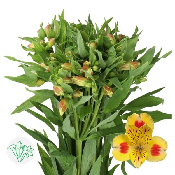 Alstroemeria Bali