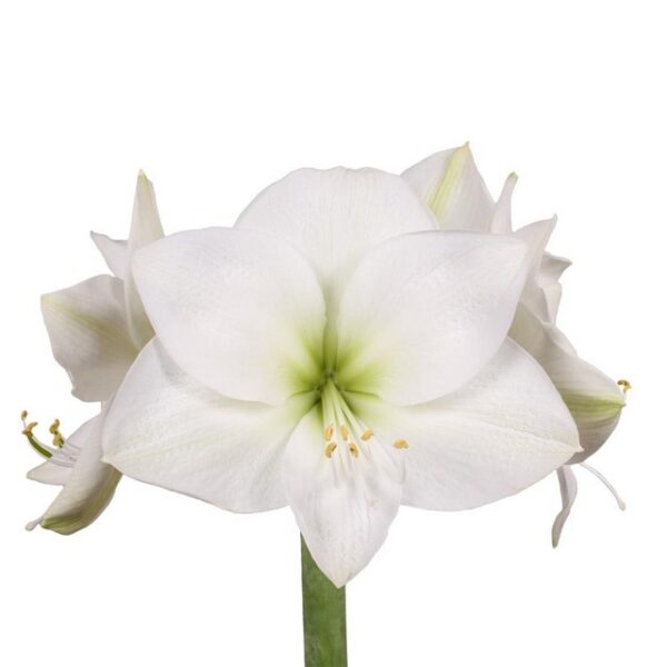 Amaryllis Casablanca