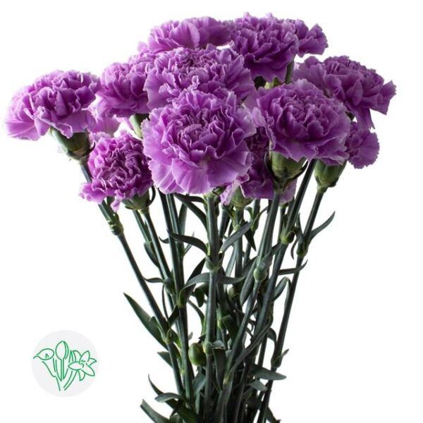 Carnation Florigene Moonaqua