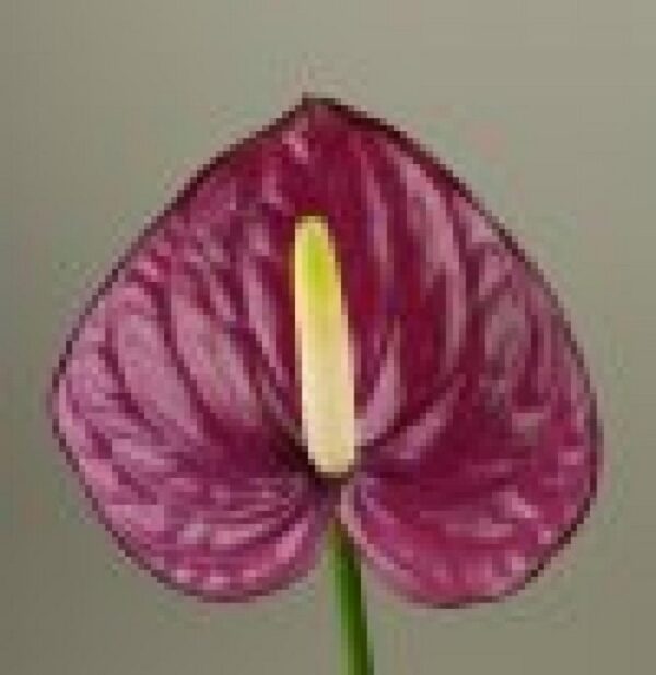 Anthurium Lovely Violet Heart