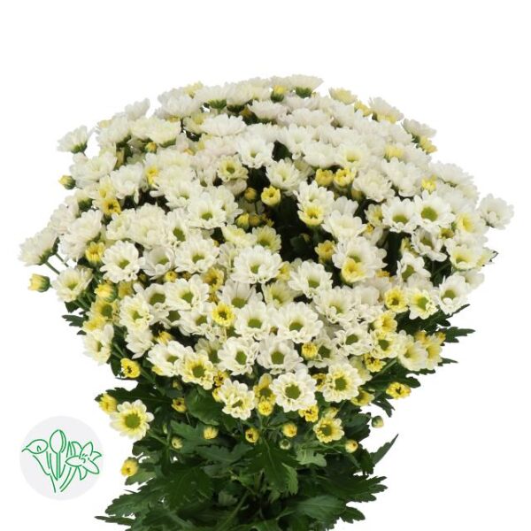 Chrysanthemum Santini Rossi White