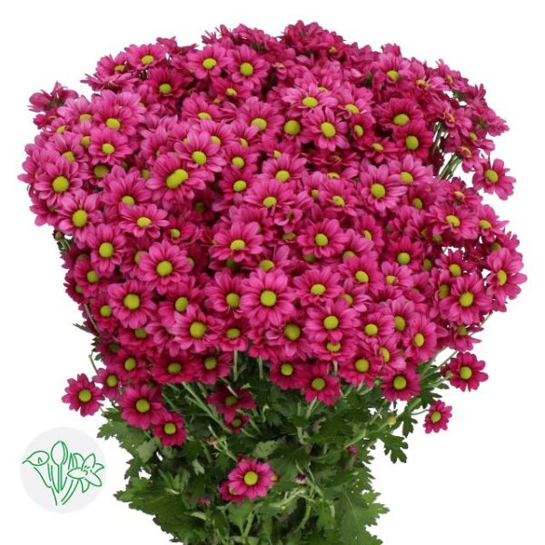 Chrysanthemum Santini Madiba Jombe Purple