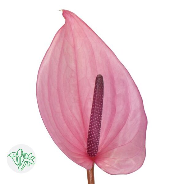 Anthurium Bellanca