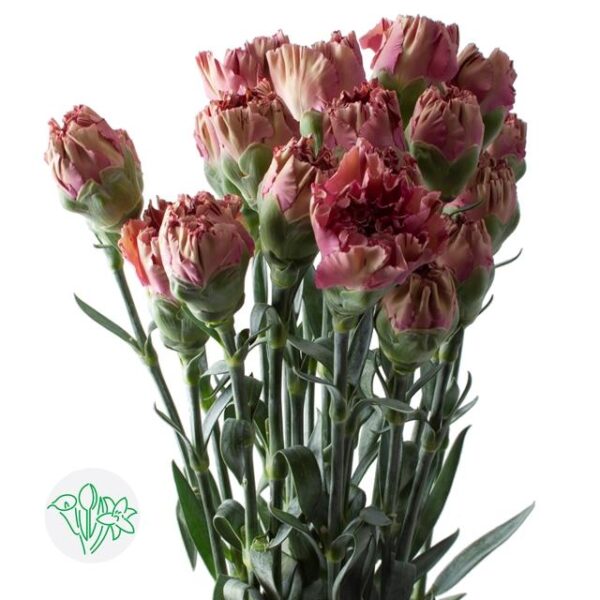 Carnation Viper Wine