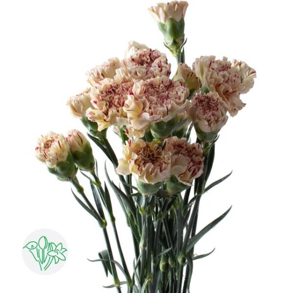 Carnation Viper