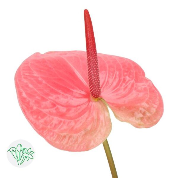 Anthurium Pink Christina