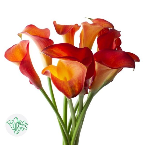 Calla Captain Trinity