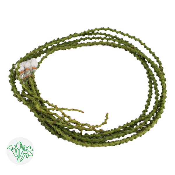 Caryota String