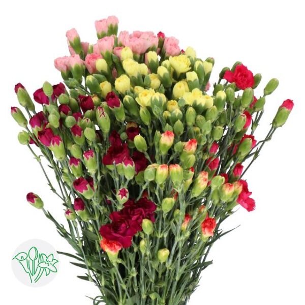 Carnation Spray Assorted